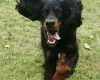 Gordon Setter