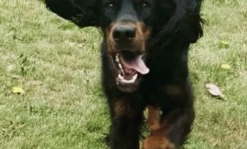 Gordon Setter