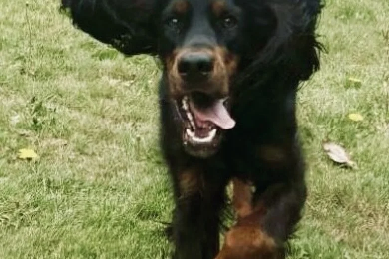 Gordon Setter