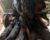 Gordon Setter