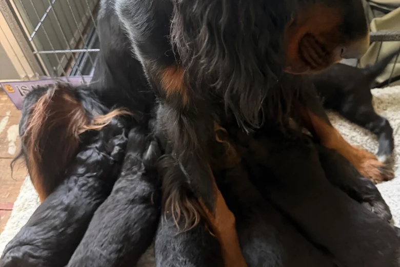 Gordon Setter