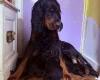 Gordon Setter