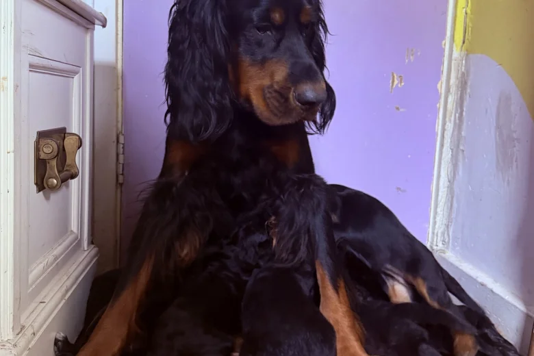 Gordon Setter