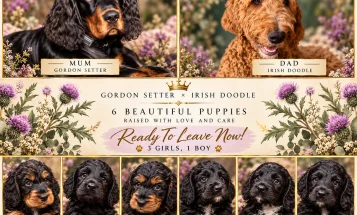 Gordon Setter