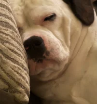 Diesel