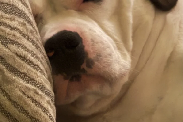 Mixed Breed