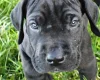 Great Dane