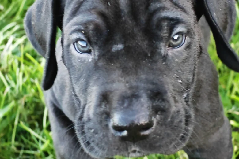 Great Dane