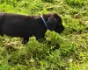 Great Dane