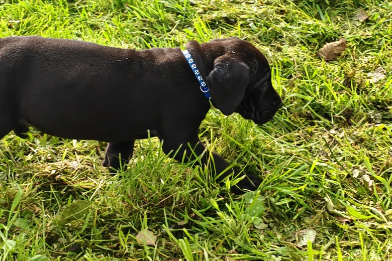 Great Dane