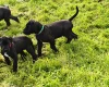 Great Dane