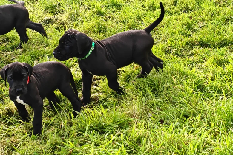 Great Dane