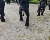 Great Dane