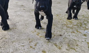 Great Dane