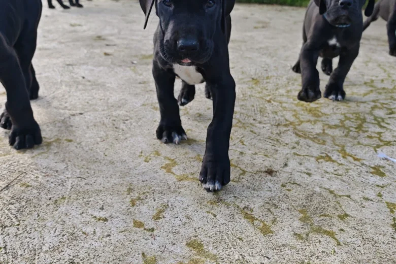 Great Dane