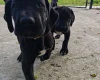 Great Dane