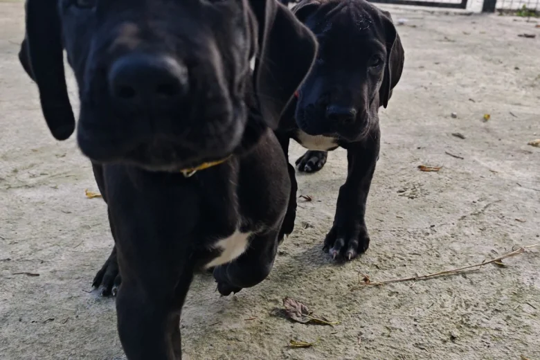 Great Dane