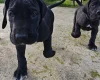 Great Dane