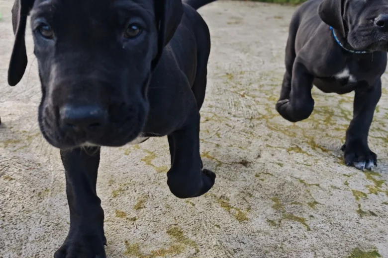 Great Dane