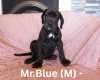Great Dane