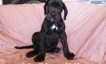 Great Dane
