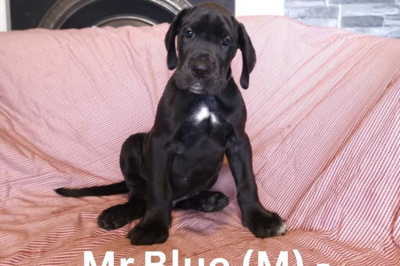 Great Dane