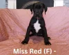 Great Dane