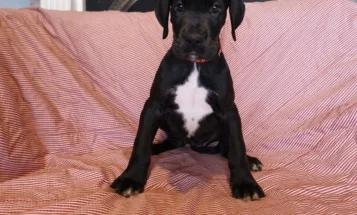 Great Dane