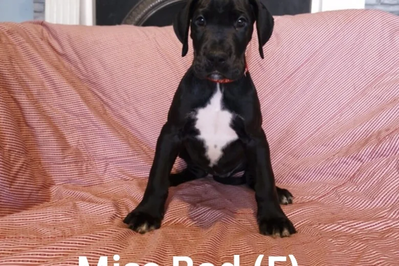 Great Dane