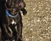 Great Dane