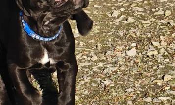 Great Dane