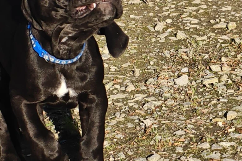 Great Dane