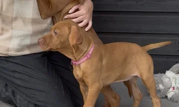 Hungarian Vizsla