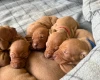 Hungarian Vizsla