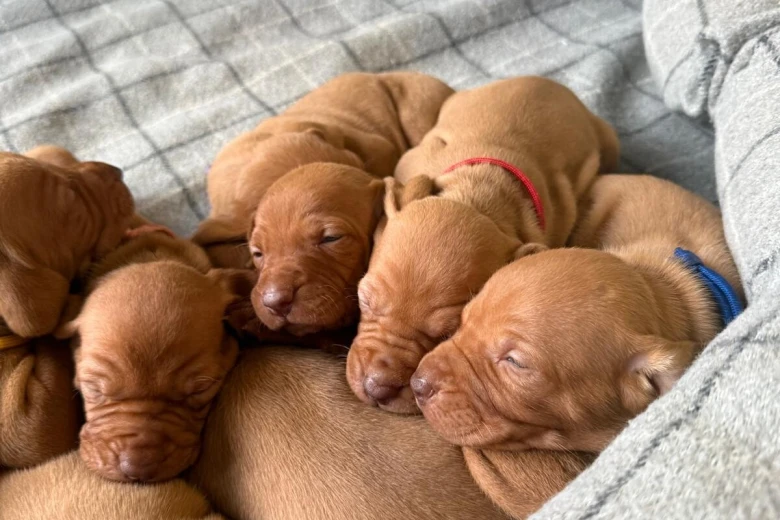 Hungarian Vizsla