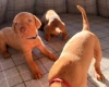 Hungarian Vizsla