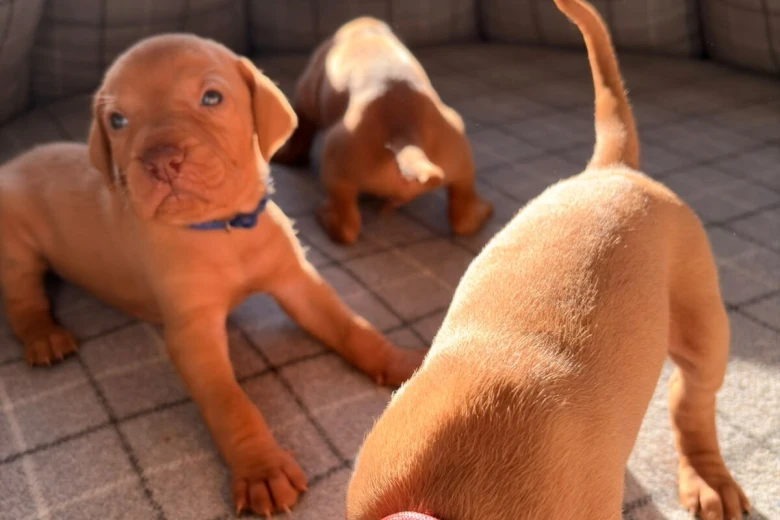 Hungarian Vizsla