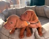 Hungarian Vizsla