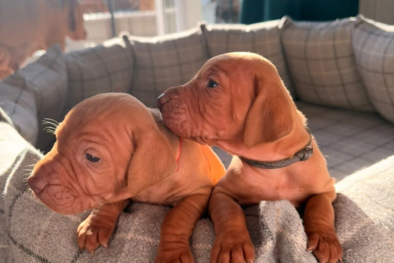 Hungarian Vizsla