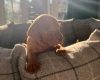 Hungarian Vizsla