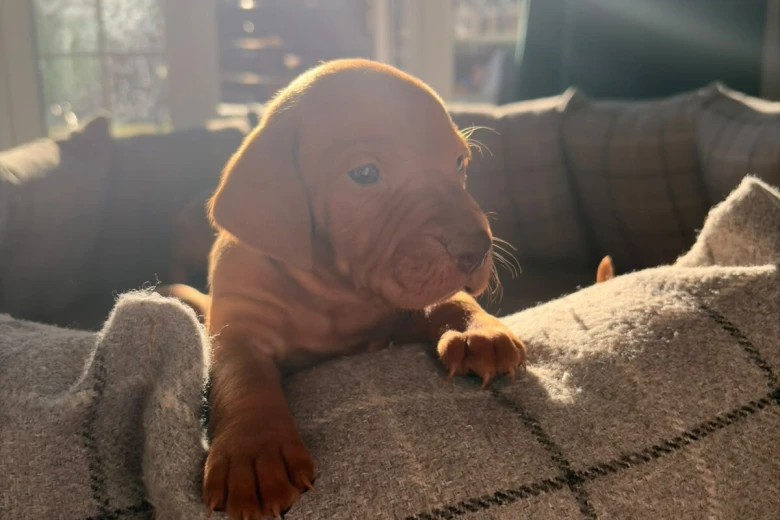Hungarian Vizsla