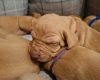 Hungarian Vizsla