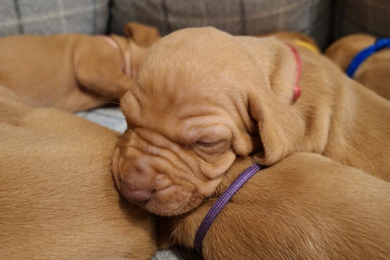 Hungarian Vizsla
