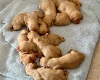 Hungarian Vizsla