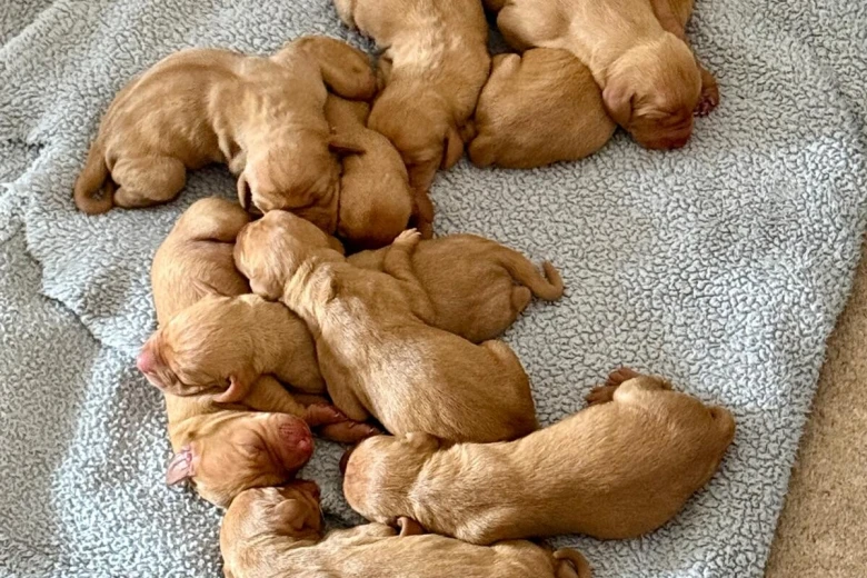 Hungarian Vizsla