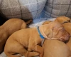 Hungarian Vizsla