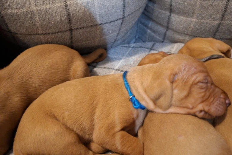 Hungarian Vizsla