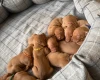 Hungarian Vizsla