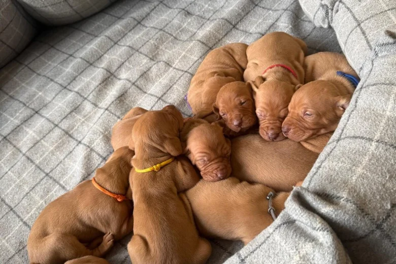 Hungarian Vizsla