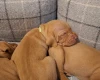 Hungarian Vizsla